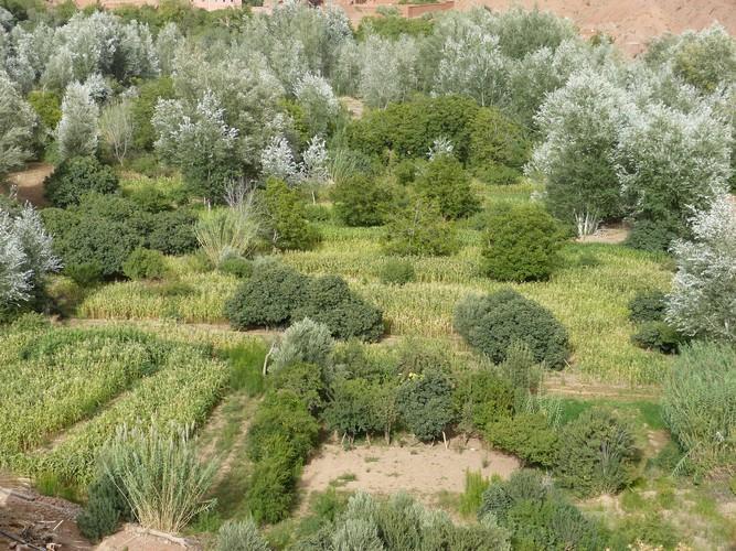 Kasbah Ait Arbi Hotell Ait Ougliff Eksteriør bilde